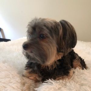 Meet your Posher, Ariana